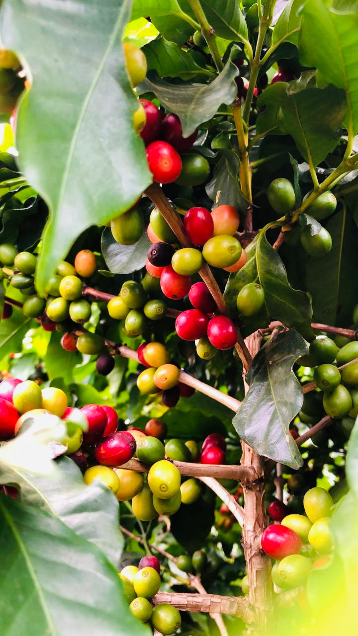 Coffee Cherries