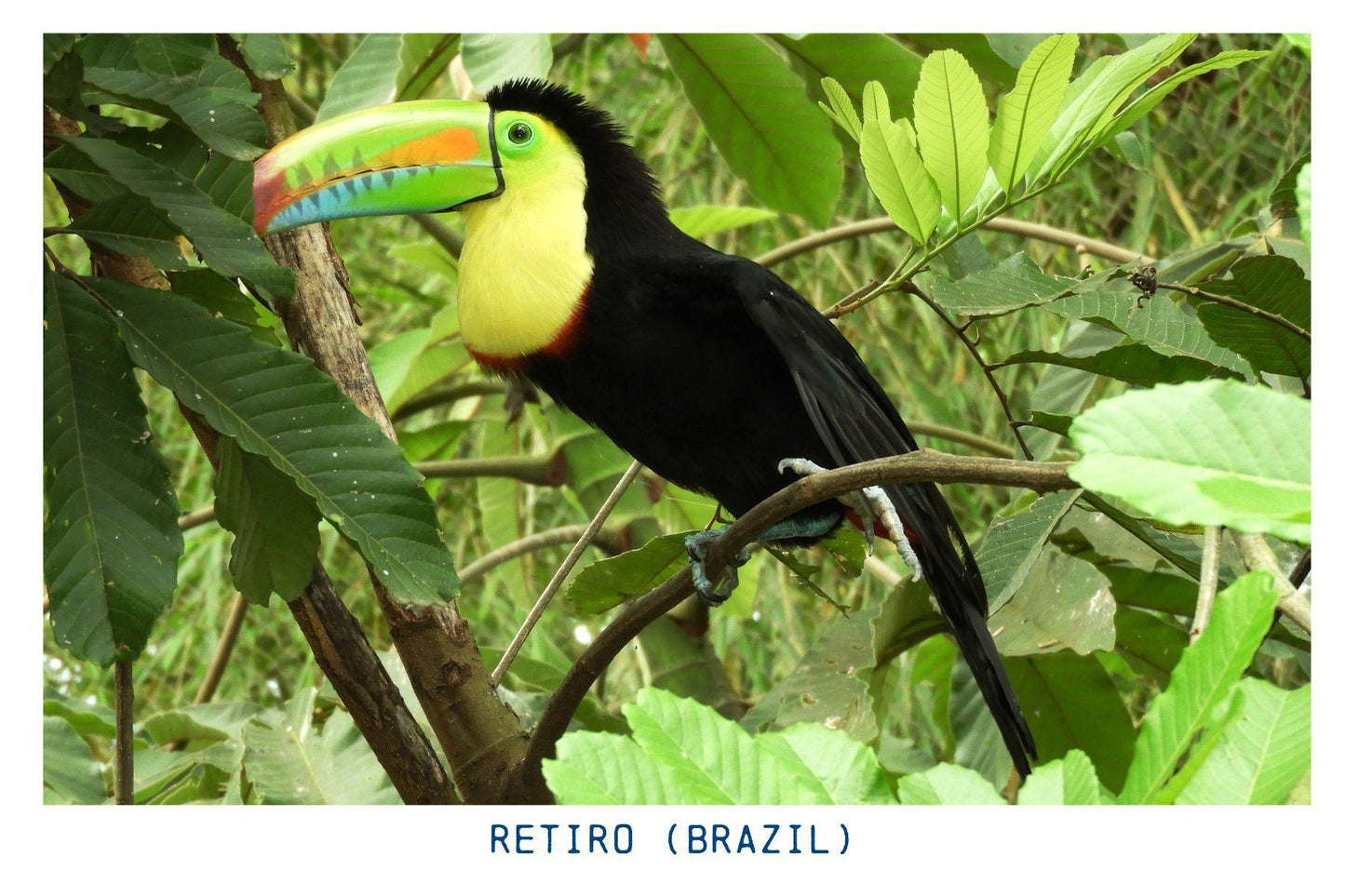 Retiro (Brazil) - Peaberry - Light Roast