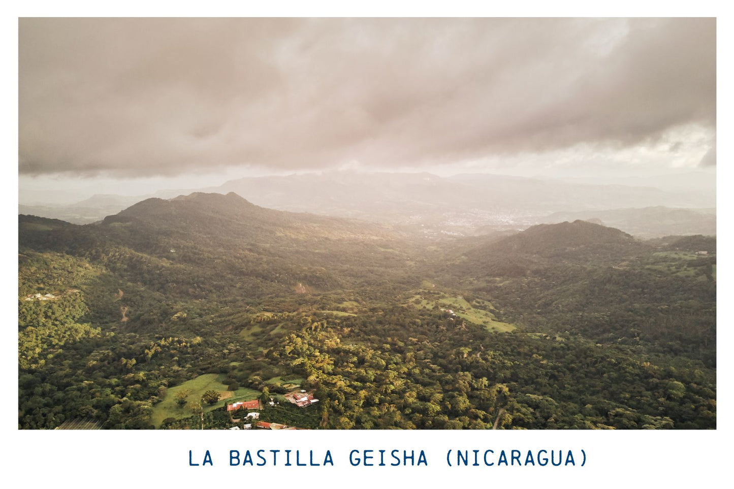 Finca La Bastilla (Nicaragua) Honey - Geisha - Medium-Light Roast