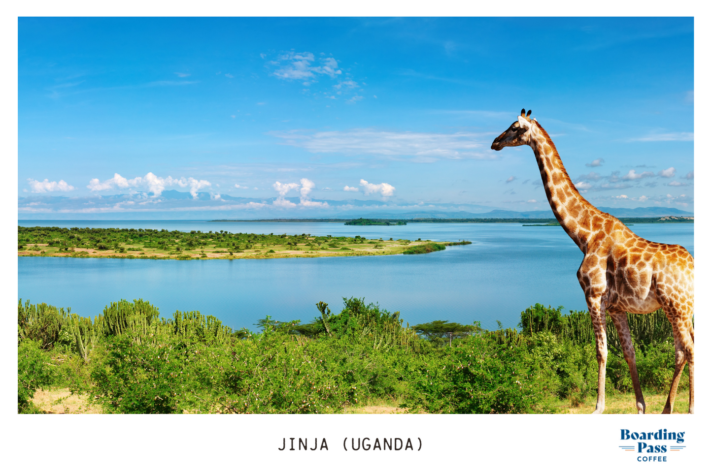 Jinja (Uganda) Medium-Dark Roast