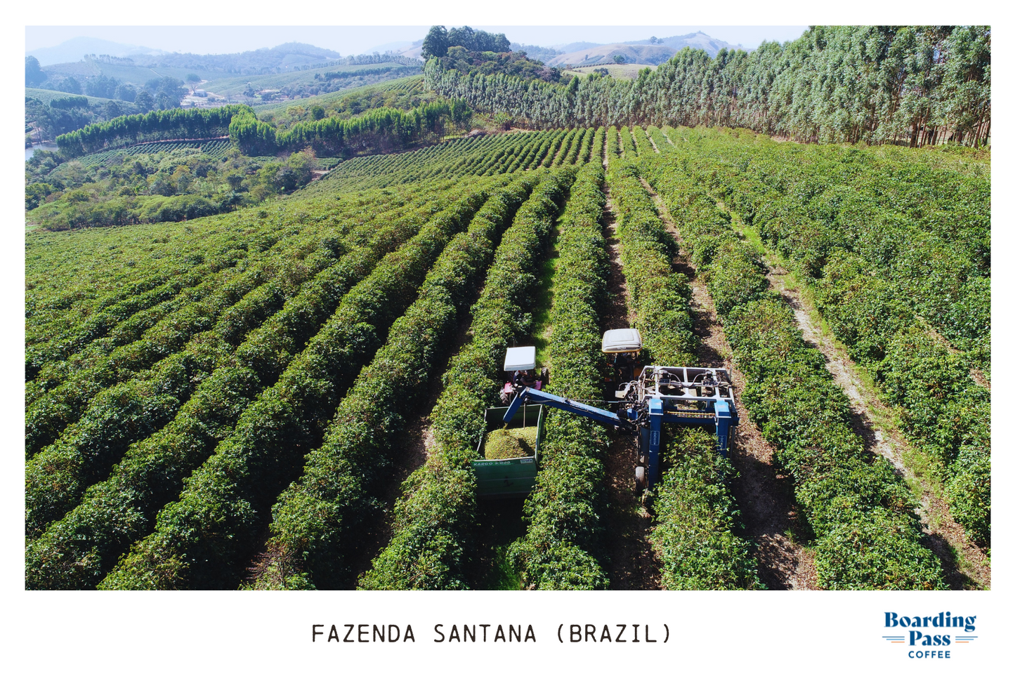 Fazenda Santana (Brazil) - Medium Roast