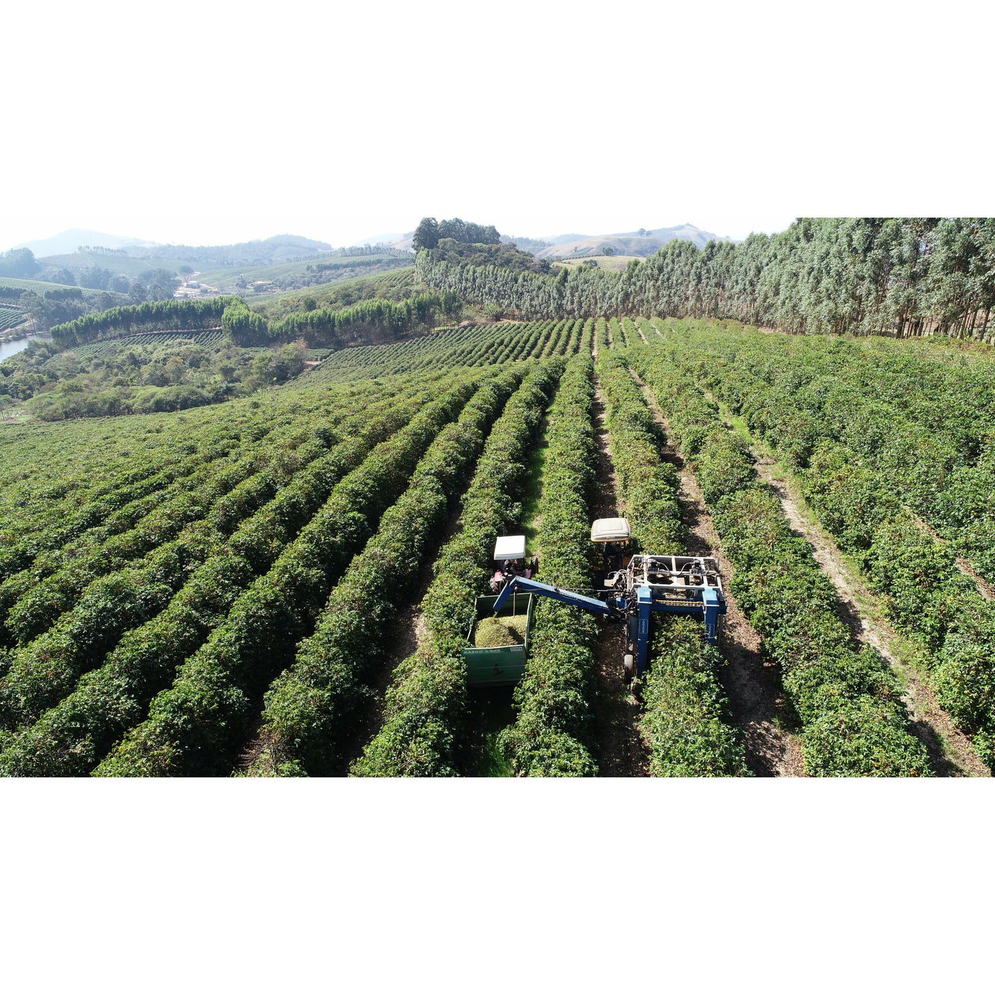 Private Coffee Tasting - Gainesville Newcomers