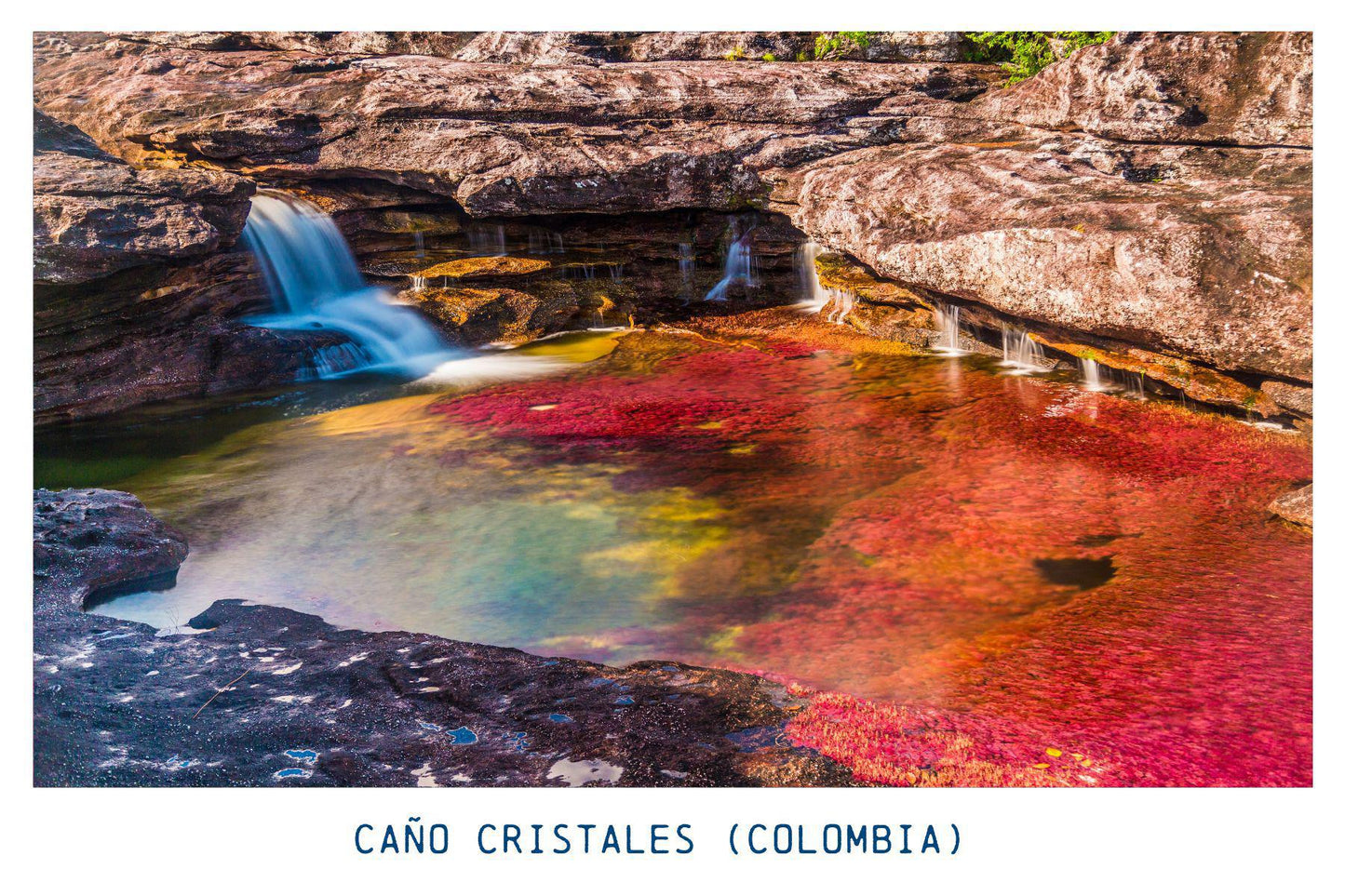 Caño Cristales (Colombia) - Dark Roast