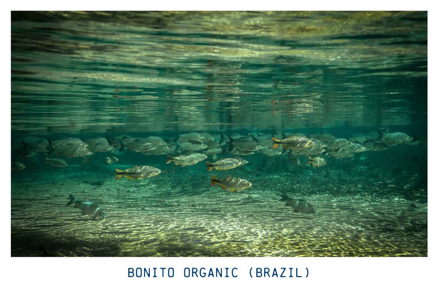 Bonito (Brazil) Organic - Medium Roast