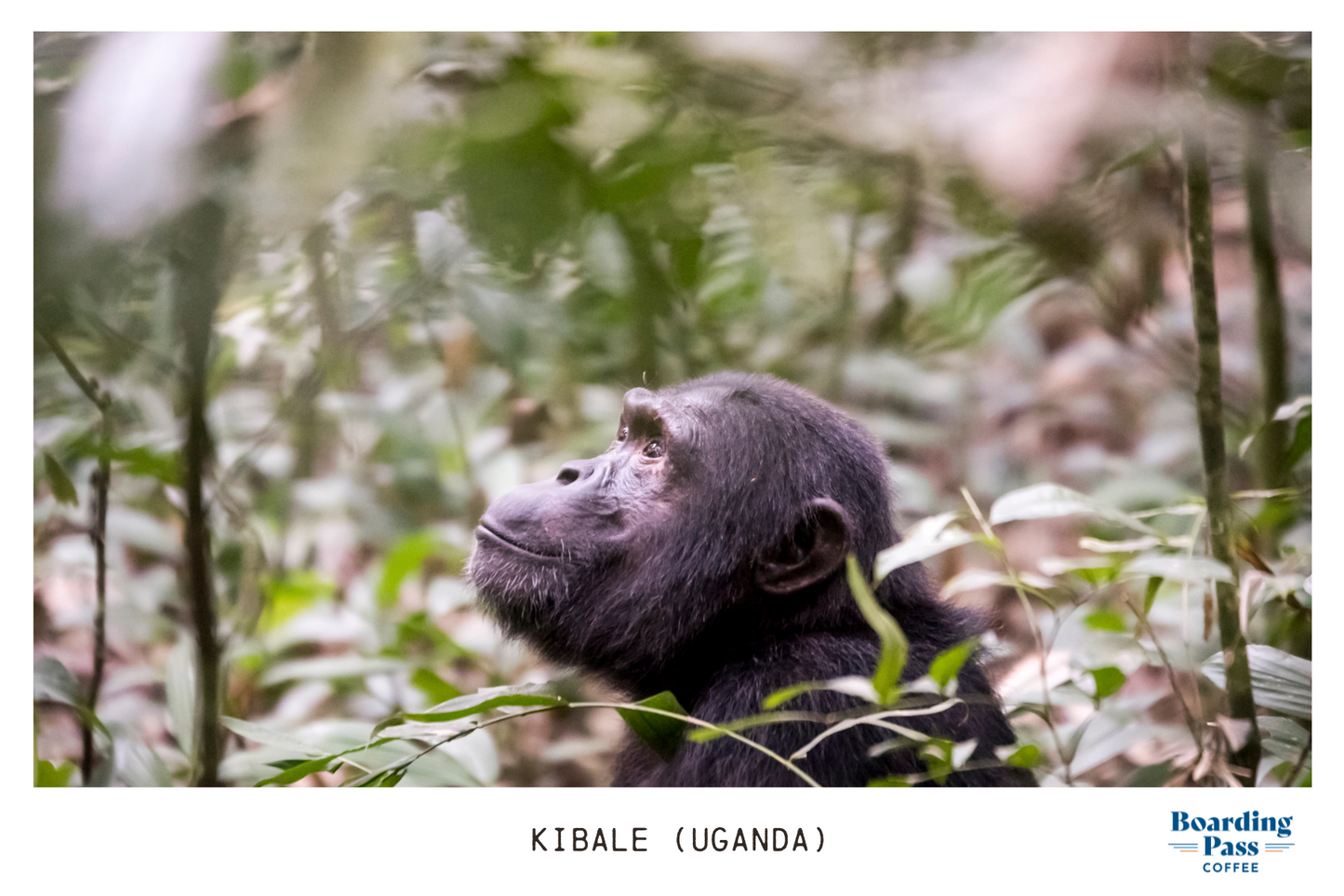 Kibale (Uganda) - Medium-Light roast